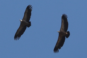Grifoni - Gyps fulvus