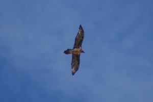 Gypaetus barbatus - Gipeto barbuto