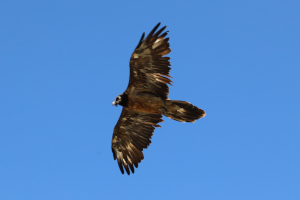 Gypaetus barbatus - Gipeto barbuto