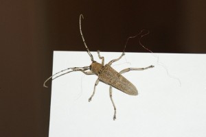 Hesperophanes sericeus