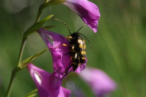 Leptura Maculata