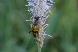 Leptura maculata