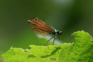 Libellula - Calopteryx virgo - Femmina
