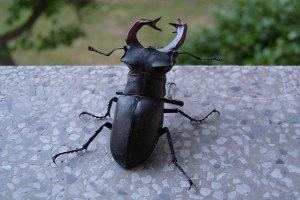 Lucanus cervus - Cervo volante maschio