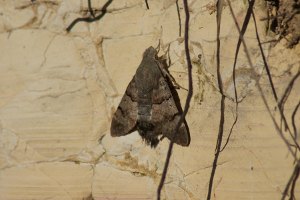 Macroglossum stellatarum - Sfinge del gallio