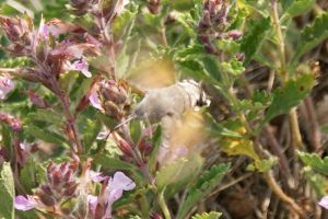 Macroglossum stellatarum - Sfinge del gallio