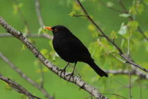 Merlo maschio - Turdus merula