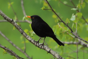 Merlo Maschio - Turdus Merula