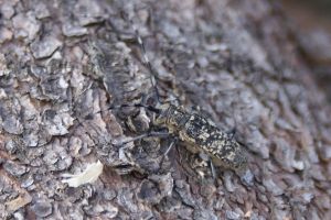 Monochamus sartor femmina