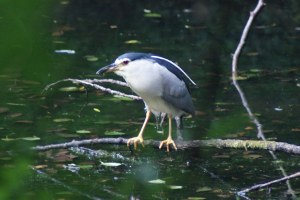 Nitticora - Nycticorax Nycticorax