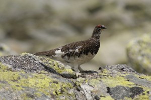 Pernice bianca