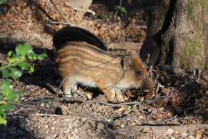 Piccoli di cinghiale