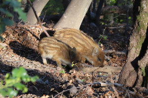 Piccoli di cinghiale