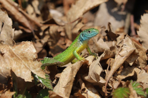 Ramarro maschio - Lacerta Bilineata