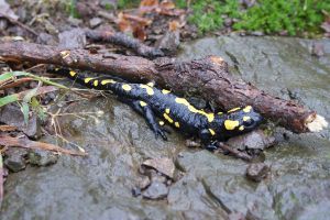 Salamandra