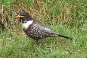 Turdus torquatus - Merlo dal collare - Maschio