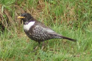 Turdus Torquatus - Merlo dal Collare - Maschio