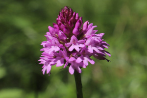 Anacamptis pyramidalis - Orchidea piramidale