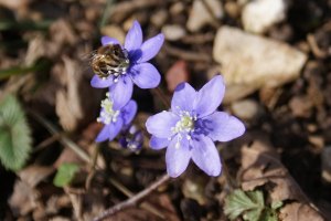 Anemone epatica con ape