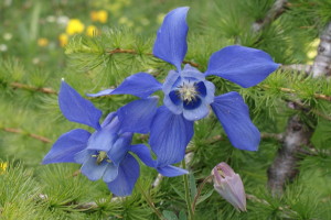 Aquilegia alpina