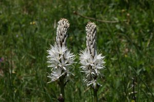 Asphodelus albus - Asfodelo montano