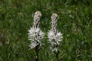 Asphodelus Albus - Asfodelo Montano