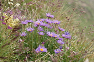 Aster alpinus - Astro alpino