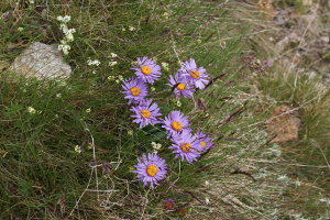 Aster alpinus - Astro alpino