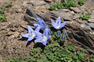 Campanula cenisia