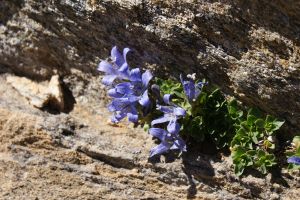 Campanula cenisia