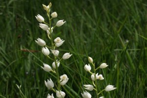 Cephalanthera longifolia - Cefalantera maggiore