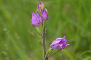 Cephalanthera rubra - Cefalantera rossa