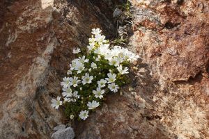 Cerastium arvense