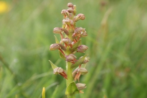 Coeloglossum viride - Celoglosso verde