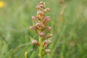 Coeloglossum Viride - Celoglosso Verde