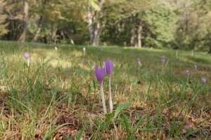 Colchicum autumnale