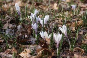 Crocus