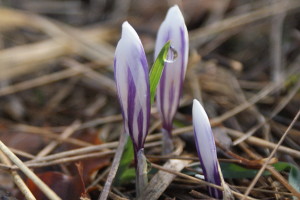 Crocus