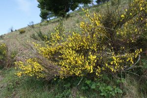 Cytisus scoparius - Ginestra dei carbonai