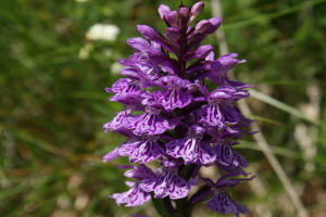 Dactylorhiza maculata - Orchidea macchiata