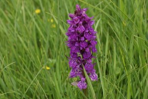 Dactylorhiza Majalis - Orchide a Foglie Larghe