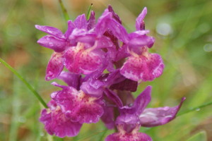 Dactylorhiza sambucina - Orchidea sambucina