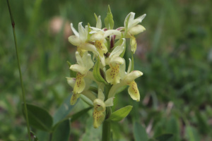 Dactylorhiza Sambucina - Orchidea Sambucina