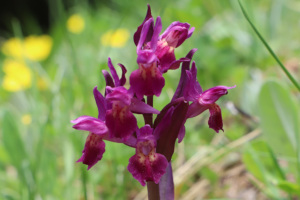 Dactylorhiza sambucina - Orchidea sambucina