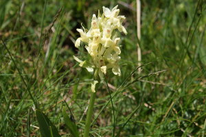 Dactylorhiza Sambucina - Orchidea Sambucina