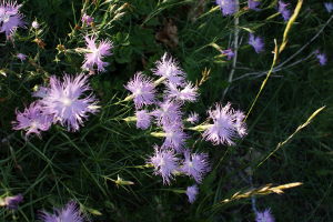 Dianthus hyssopifolius