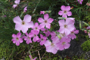 Dianthus sylvestris - Garofano selvatico