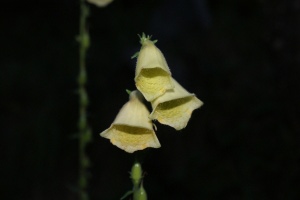 Digitalis grandiflora