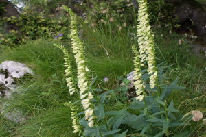 Digitalis lutea