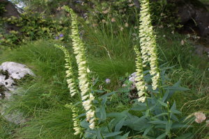 Digitalis Lutea